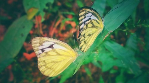 Close-up of butterfly perching on leaf