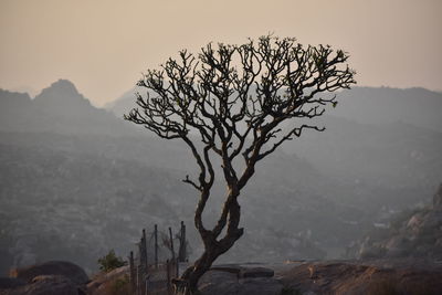 Bare tree against sky