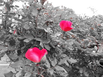 Close-up of pink rose
