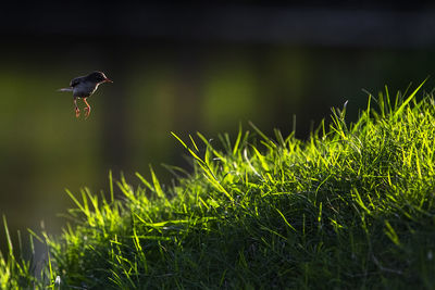 Bird flying over grass