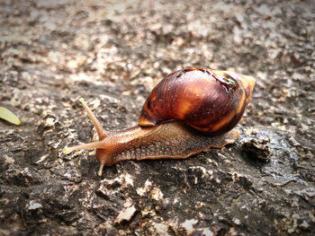 gastropod
