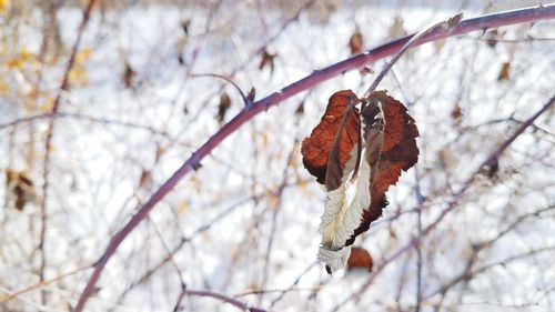 Close-up of dry leaf on branch during winter