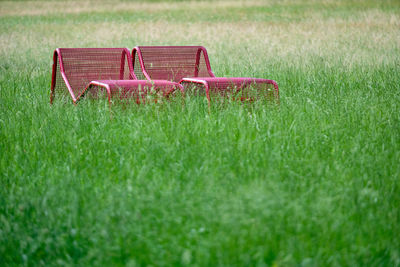 Empty bench in field