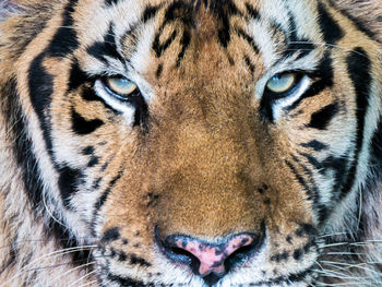 Close-up portrait of a cat