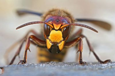 Impressive facial closeup of a disturbed and threatening european hornet, vespa cabro