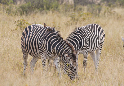 View of two zebras on field