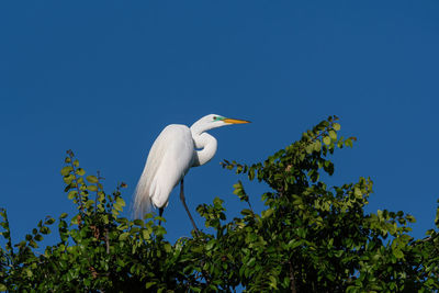 Low angle view of bird perching on tree against sky