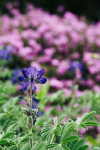 Close-up of purple flowering plant