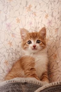 Portrait of kitten sitting on floor