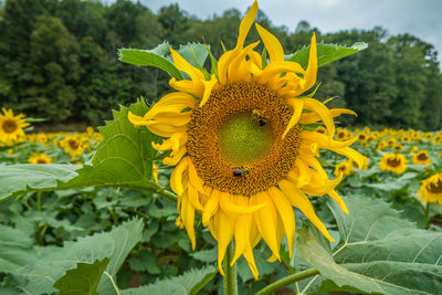 Close-up of sunflower