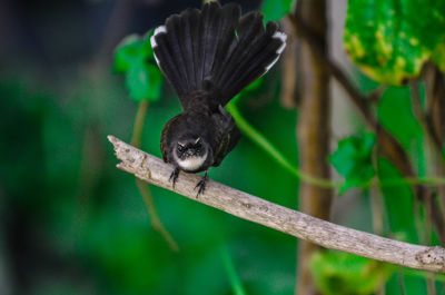 Close-up of bird perching on tree