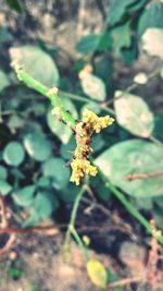 Close-up of butterfly pollinating on flower