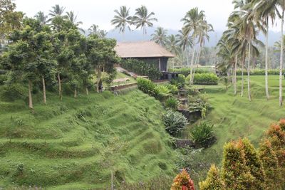 Scenic view of palm trees on field