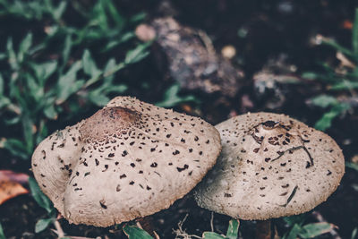 Close-up of mushroom growing on field