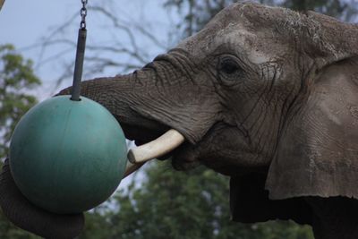 Close-up of elephant
