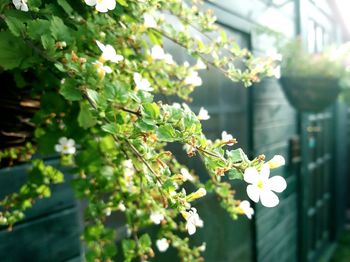 Close-up of white flowers