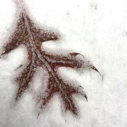 Close-up of snow