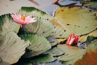 High angle view of lotus water lily