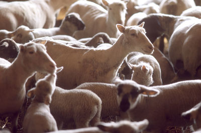 A group of sheep on a farm.