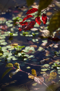 Close-up of red flowering plant