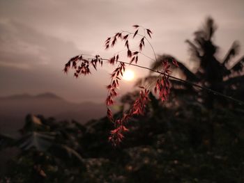 Close-up of silhouette plant on field against sky during sunset