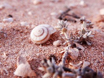 Close-up of snail on land