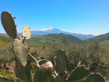 Cactus growing on landscape against clear blue sky