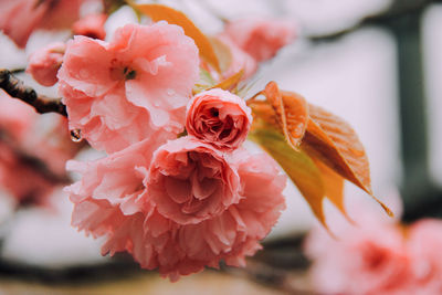 Close-up of pink hibiscus blooming outdoors