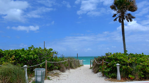 Scenic view of palm trees on beach against sky