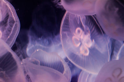 Close-up of jellyfish swimming in water