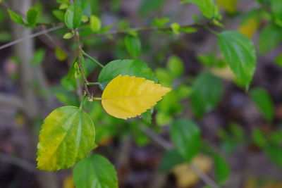 Close-up of yellow leaves