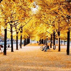 Autumn trees in park