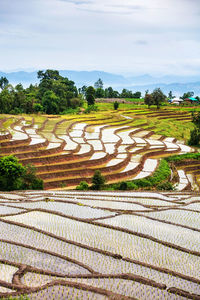 Scenic view of agricultural field against sky