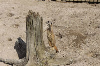 High angle view of giraffe