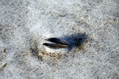 High angle view of shell on sand