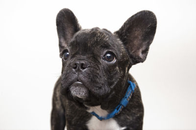 Close-up portrait of dog against white background