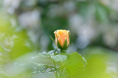 Rose blooming on field