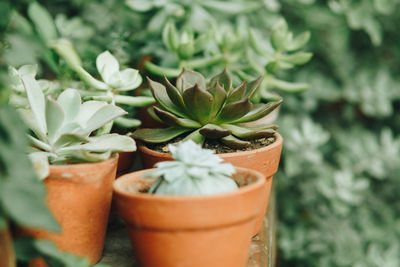 Close-up of succulent plants on balcony