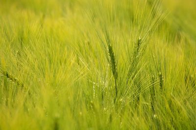 Close-up of wheat field