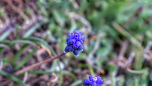 Close-up of purple flowers blooming outdoors