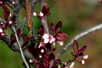 Close-up of red flowering plant