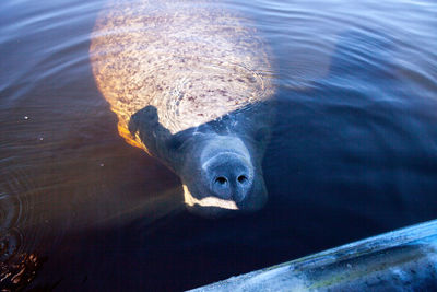 Friendly west indian manatee trichechus manatus floats near a kayak in southern florida.