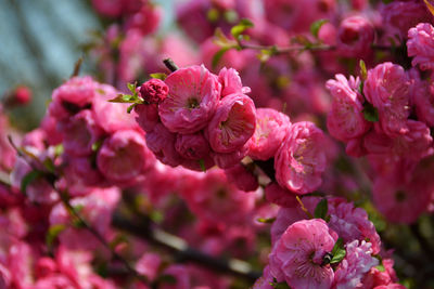 Close-up of pink flowers