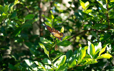 Close-up of butterfly perching on flower