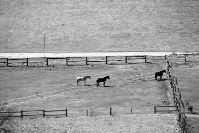 View of an horses on field