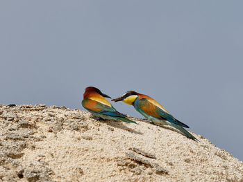 Bird perching on rock against sky