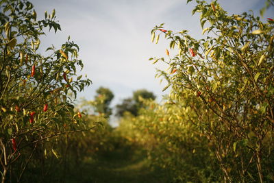 Close-up of plants against sky