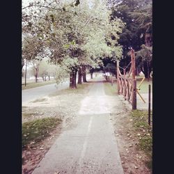 Empty footpath along trees