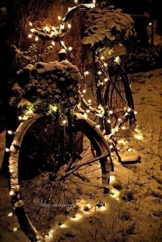 night, bicycle, no people, close-up, outdoors, land vehicle, nature, animal themes, high angle view, focus on foreground, transportation, selective focus, shadow, street, illuminated, mode of transport, sunlight, stationary, plant