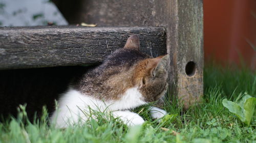 Cat lying on a land